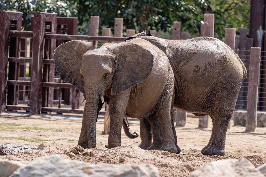 Zoo Elefanten