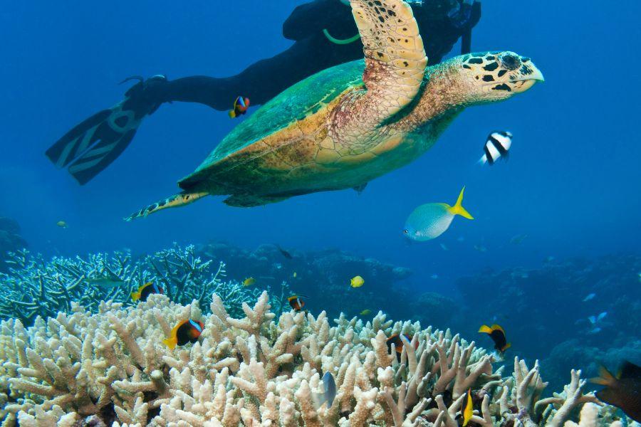 Great Barrier Reef