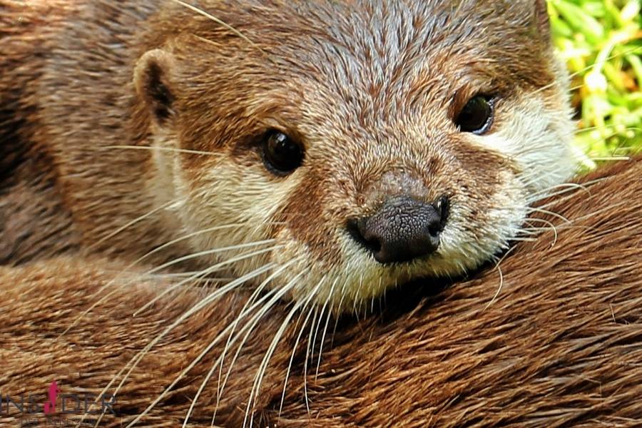 Hankensb&uuml;ttel_ OTTER-ZENTRUM