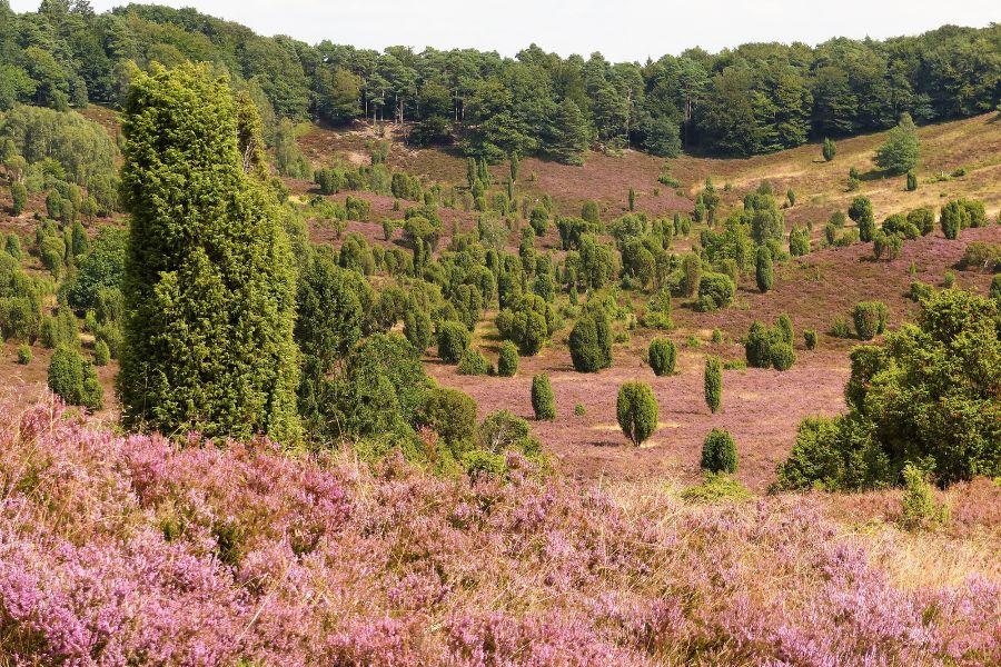 Lueneburger Heide