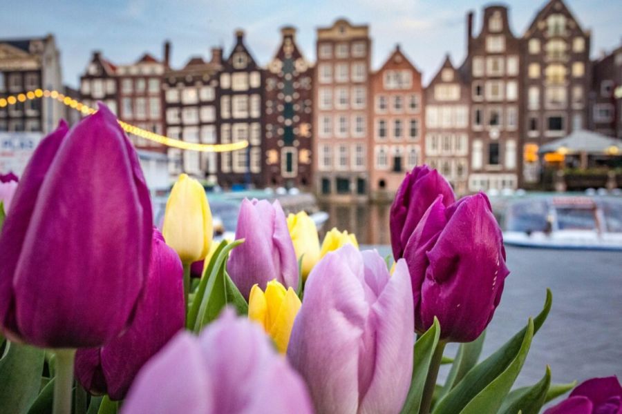 Tulpen und Schokolade